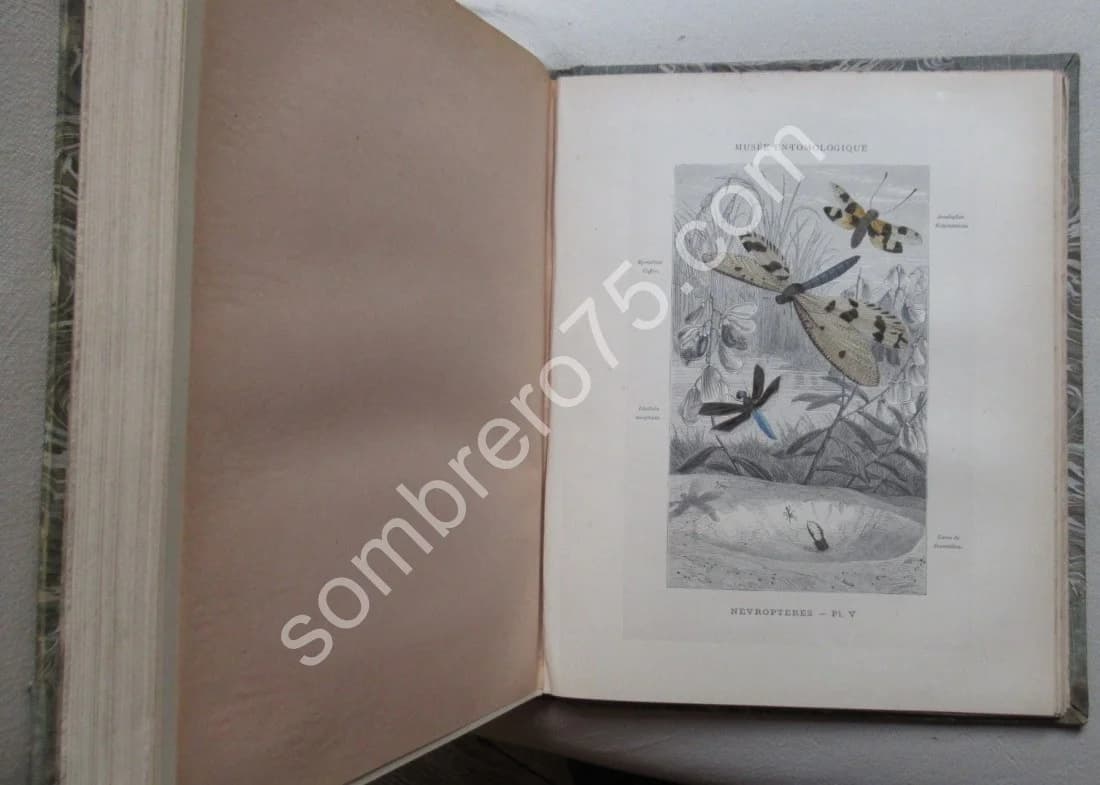 Les Insectes. Iconographie et Histoire Naturelle. Tome 3. 1878 - Image 10