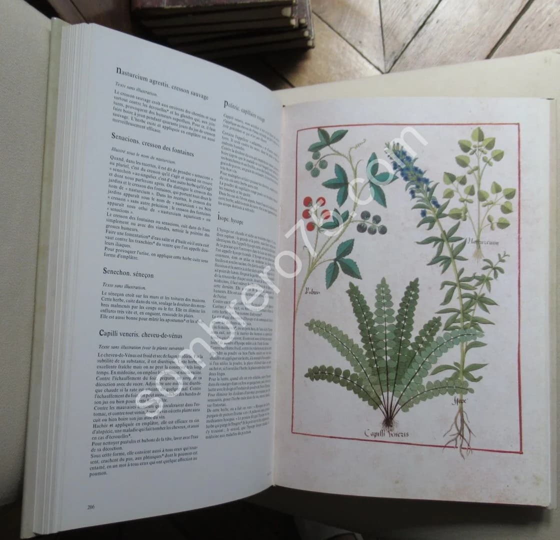 Le Livre des Simples Médecines. Matthaeus Platéarius. Gh MALANDIN - Image 4