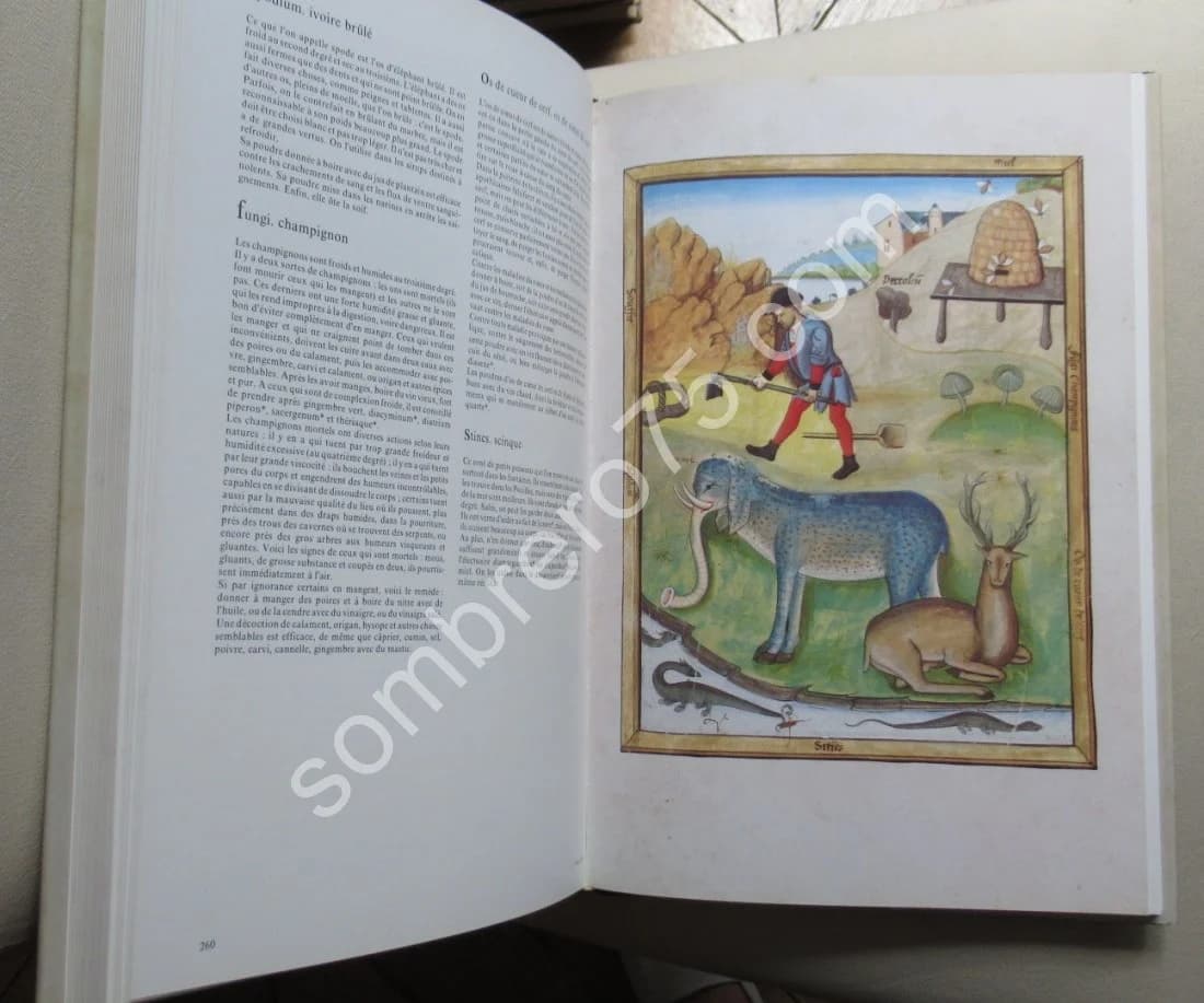 Le Livre des Simples Médecines. Matthaeus Platéarius. Gh MALANDIN - Image 5