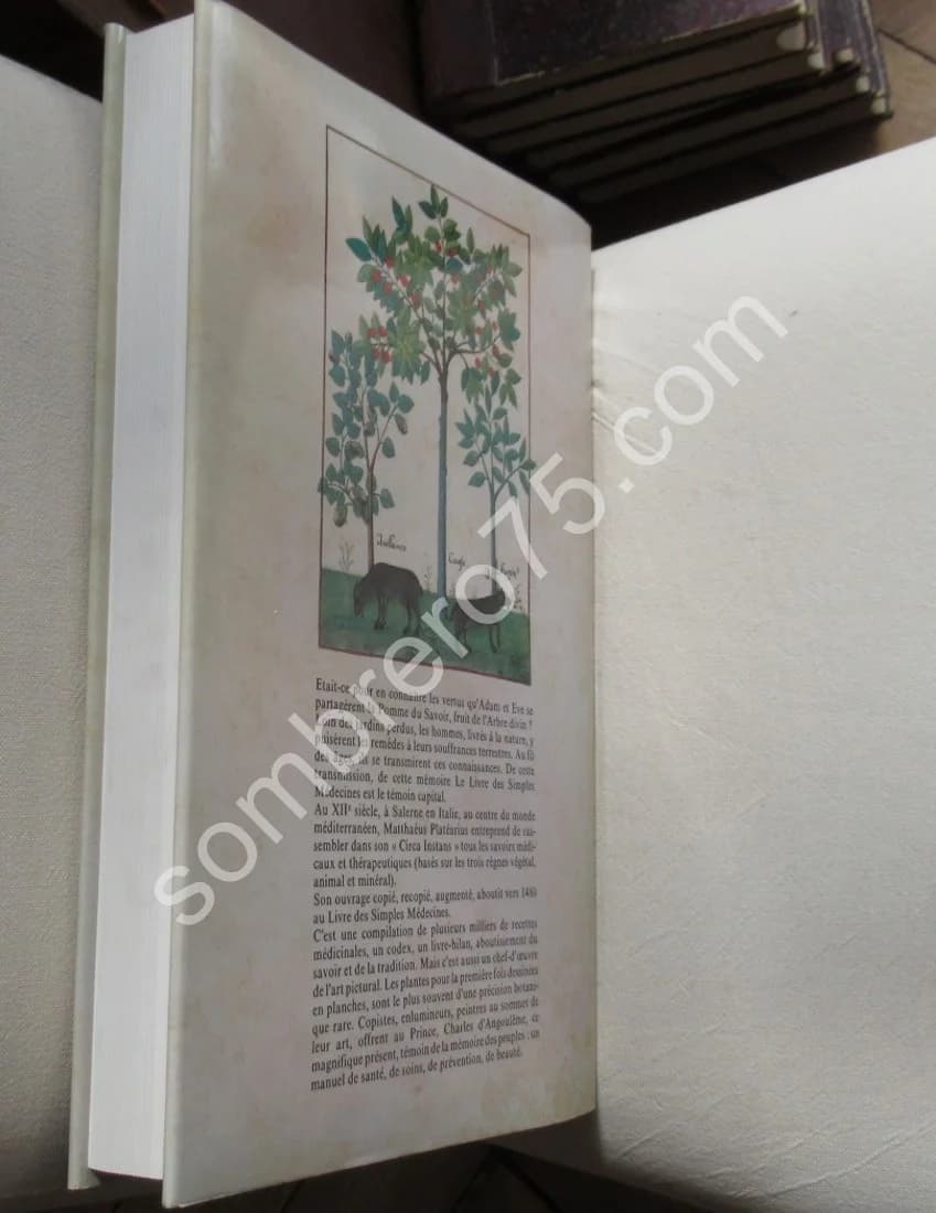 Le Livre des Simples Médecines. Matthaeus Platéarius. Gh MALANDIN - Image 6