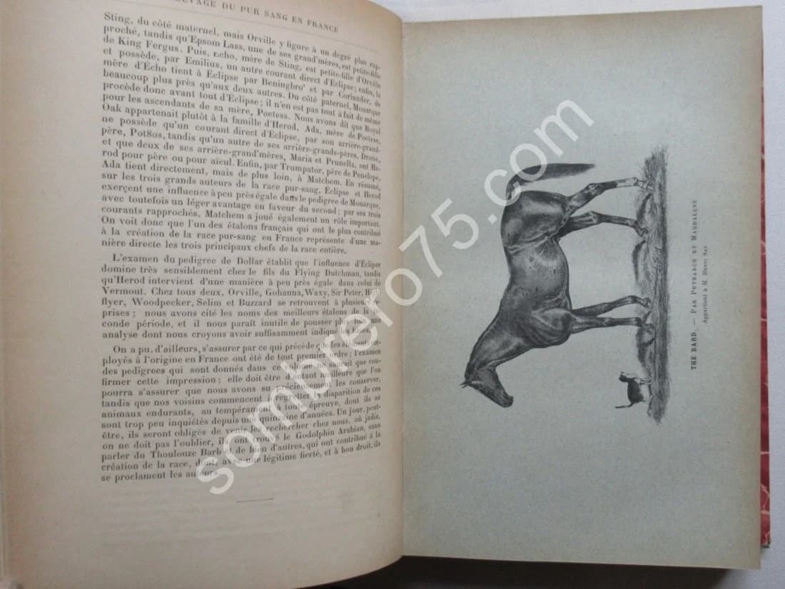 L'Elevage du Pur Sang en France. S.F. TOUCHSTONE - Image 6