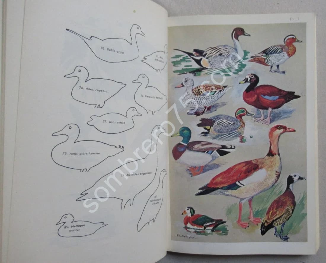 Les Oiseaux de l'Ouest Africain. 2 Fascicules. P. L. DEKEYSER - Image 11