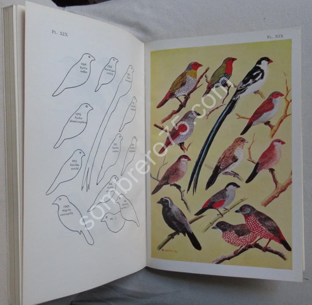 Les Oiseaux de l'Ouest Africain. 2 Fascicules. P. L. DEKEYSER - Image 8