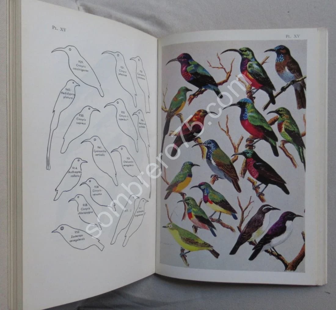 Les Oiseaux de l'Ouest Africain. 2 Fascicules. P. L. DEKEYSER - Image 9