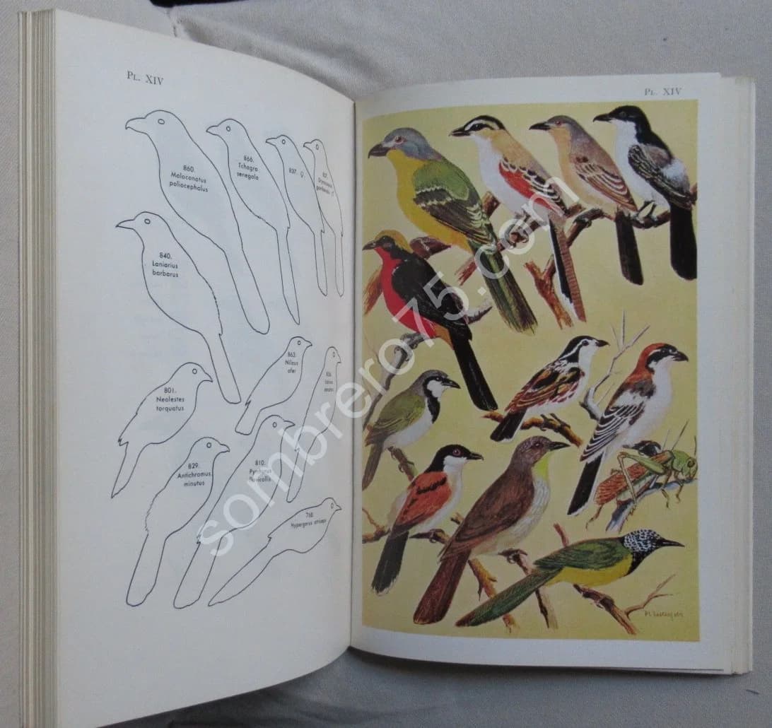 Les Oiseaux de l'Ouest Africain. 2 Fascicules. P. L. DEKEYSER - Image 10