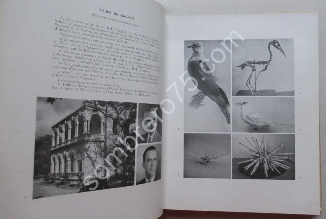 L'Ile Maurice et sa Civilisation - Image 7