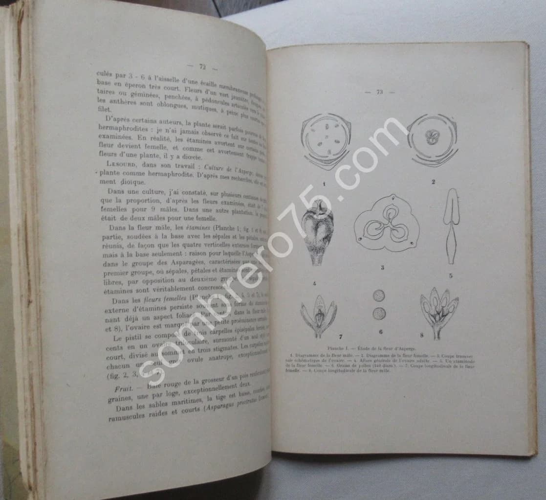 Etude de l'Asperge. Thèse - Image 4