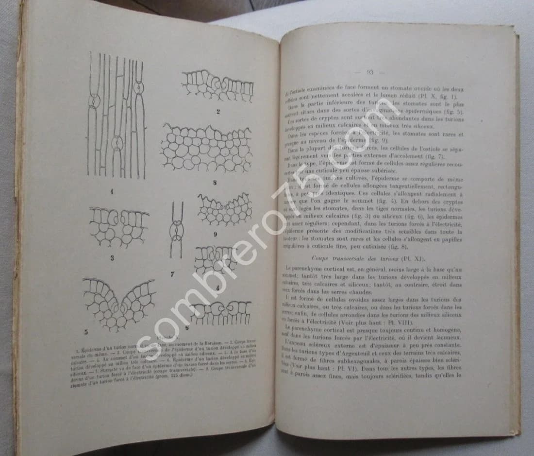 Etude de l'Asperge. Thèse - Image 5