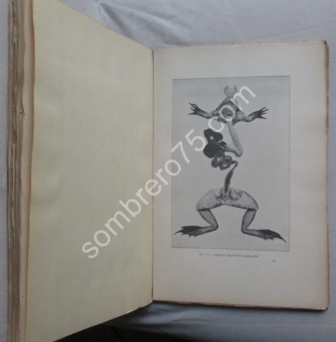 La Photographie des Objets Immergés. A. L. DONNADIEU - Image 5