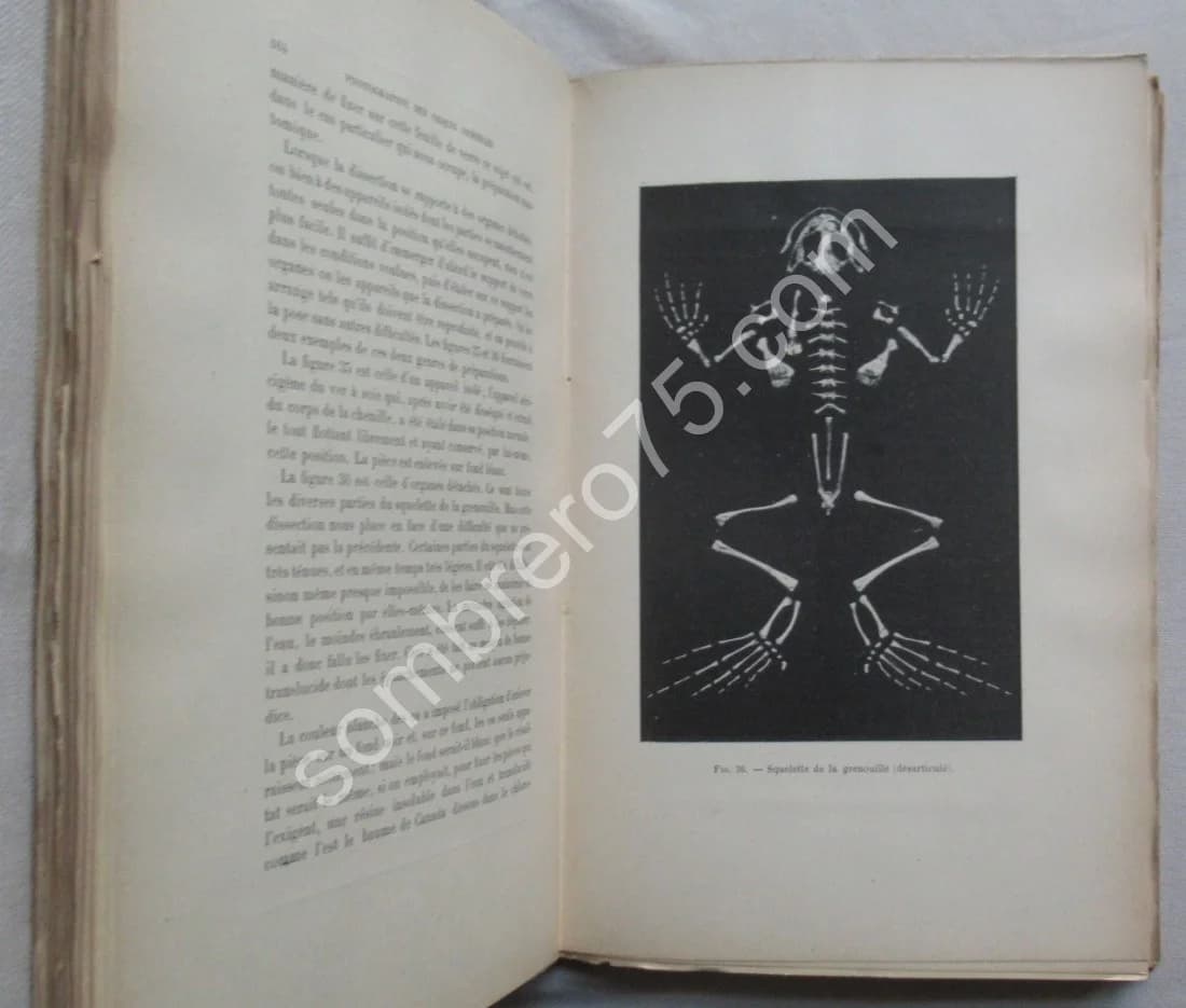 La Photographie des Objets Immergés. A. L. DONNADIEU - Image 6