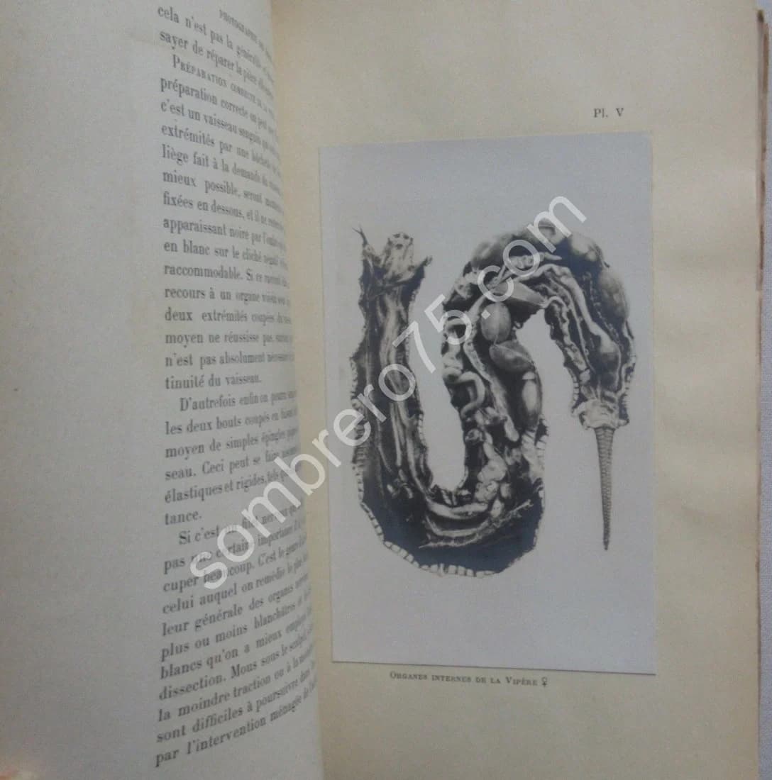 La Photographie des Objets Immergés. A. L. DONNADIEU - Image 8