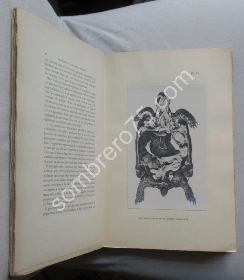 La Photographie des Objets Immergés. A. L. DONNADIEU - Image 9