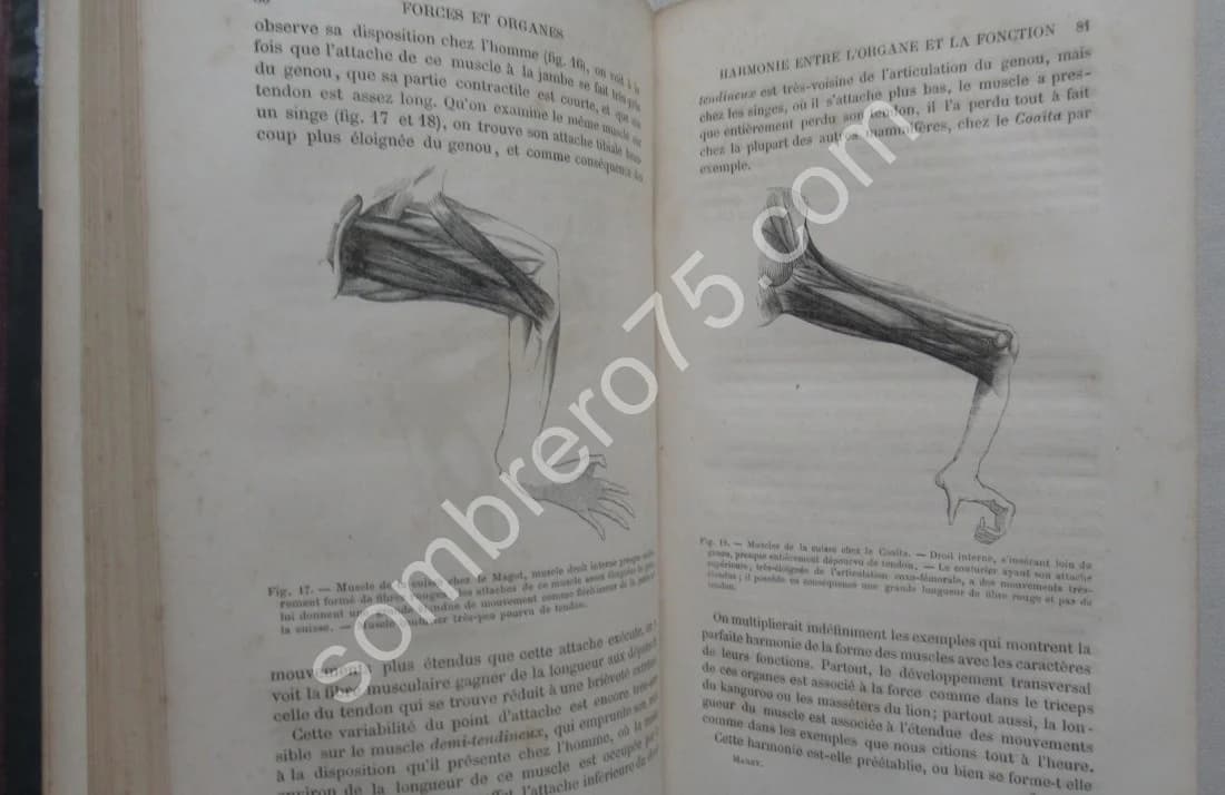 La Machine Animale Locomotion Terrestre et Aérienne par E. J. MAREY - Image 4