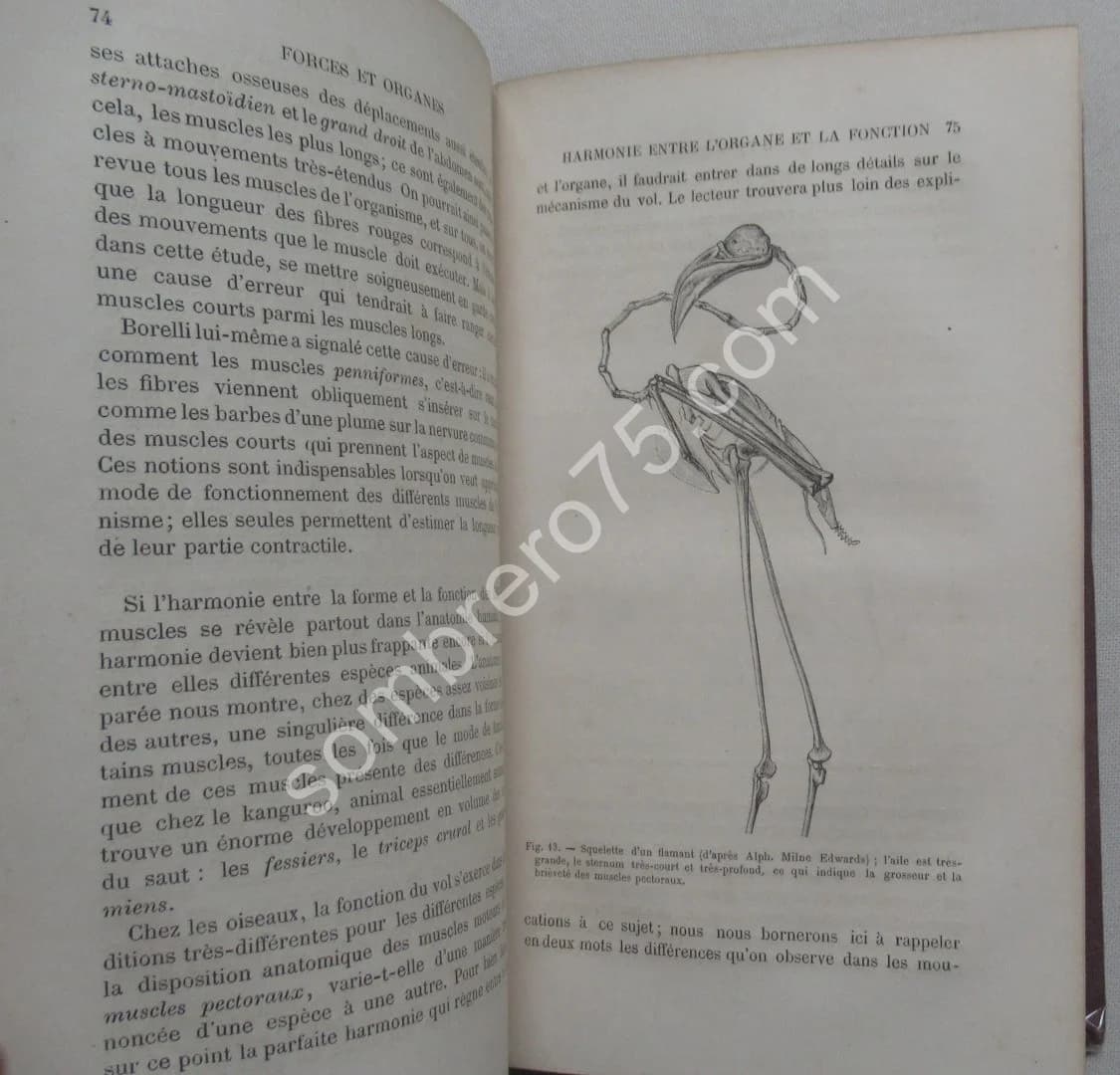 La Machine Animale Locomotion Terrestre et Aérienne par E. J. MAREY - Image 5