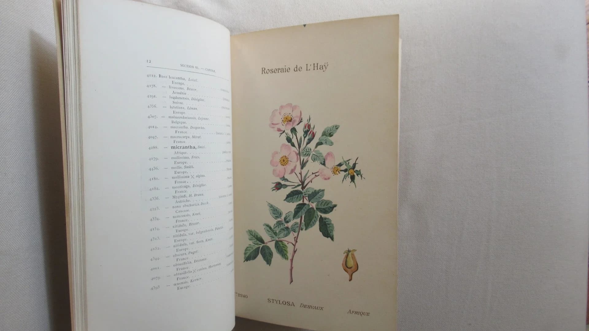 Collection Botanique de la Roseraie de l'Haÿ. Catalogue 1900. F CREPIN - Image 5