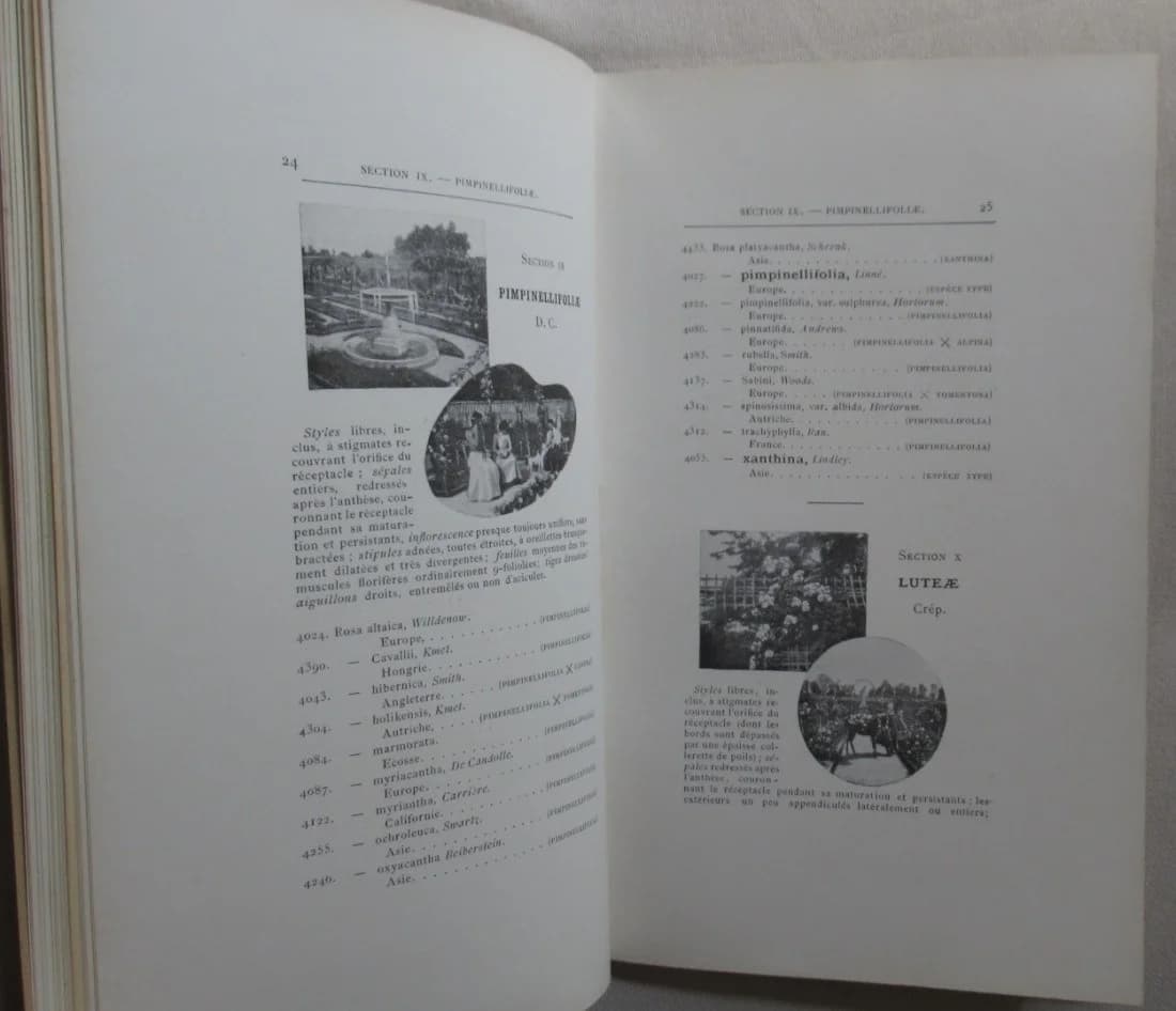 Collection Botanique de la Roseraie de l'Haÿ. Catalogue 1900. F CREPIN - Image 7