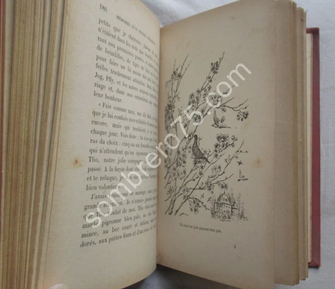 Mémoires d'un Pigeon Voyageur.. Ill. E. LOREDA - Image 4