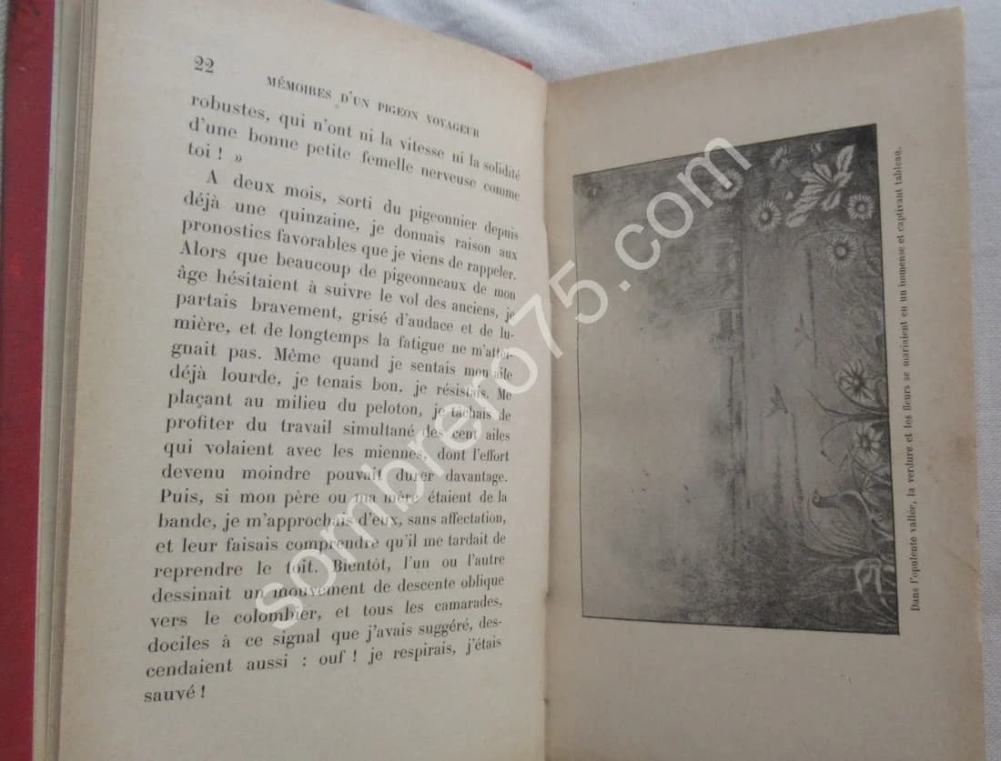 Mémoires d'un Pigeon Voyageur.. Ill. E. LOREDA - Image 5