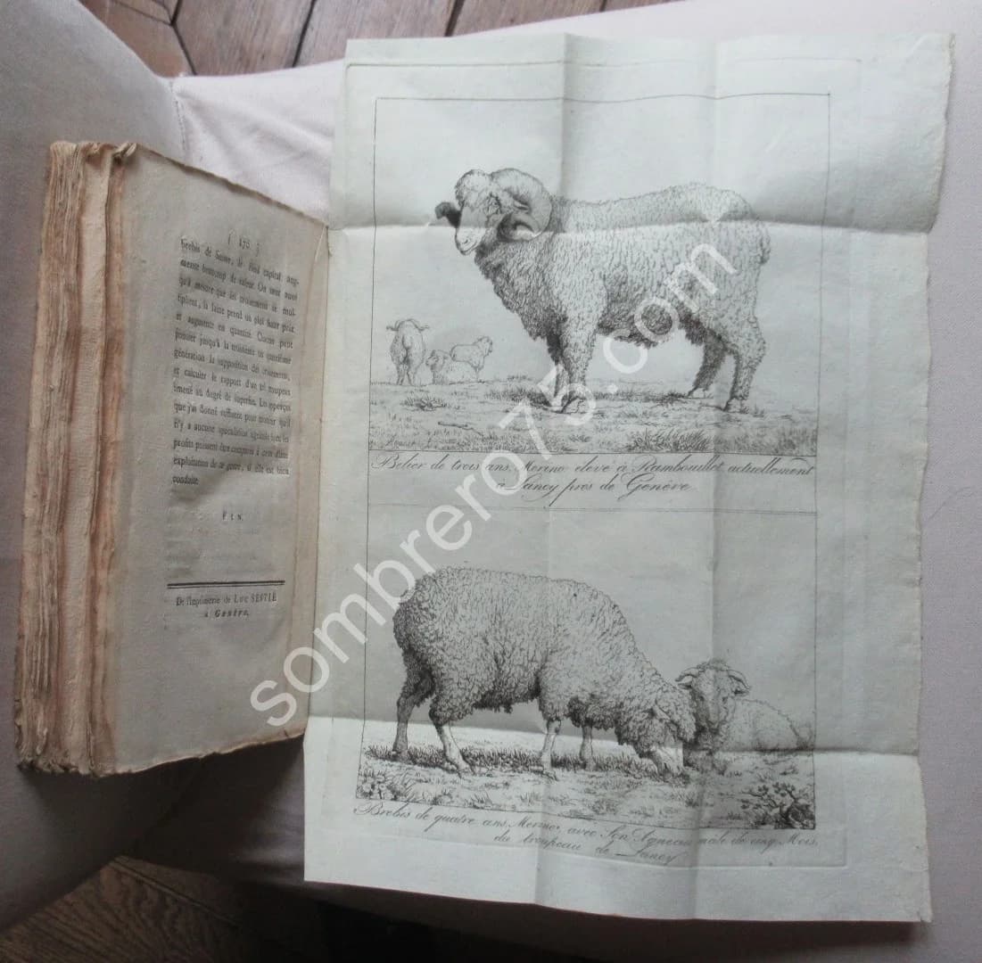 Faits et Observations concernant la Race des Merinos d'Espagne. Ch PICTET - Image 9