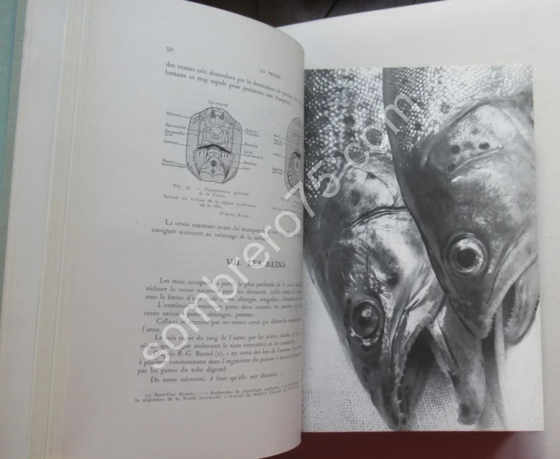 Truites Mouches Devons - Image 5