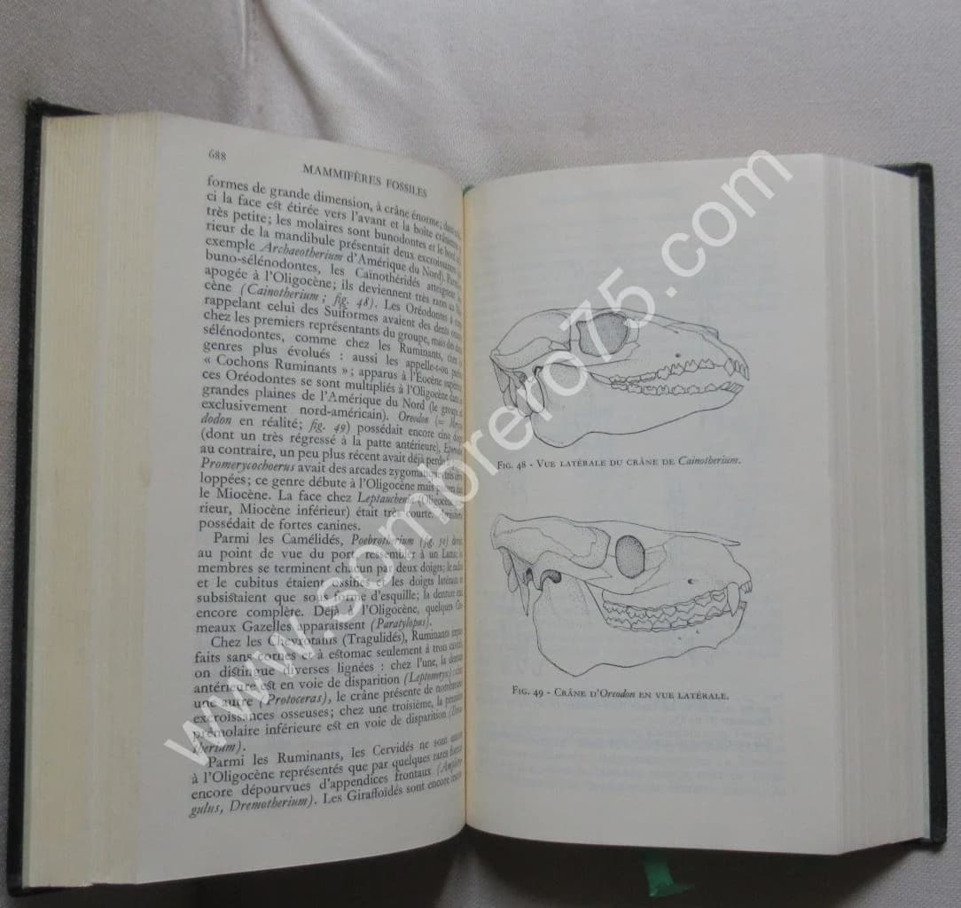 Zoologie. Tome 4. Pléiade - Image 4