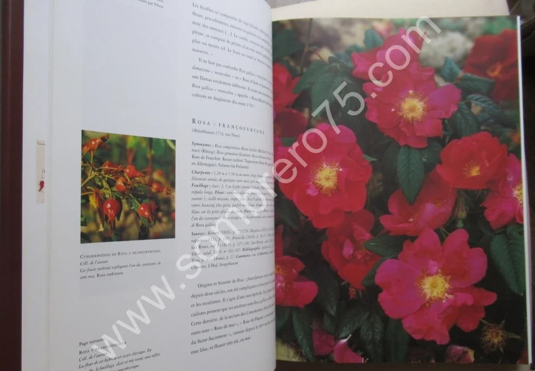 La Rose de France - Rosa Gallica et sa Descendance - Image 4