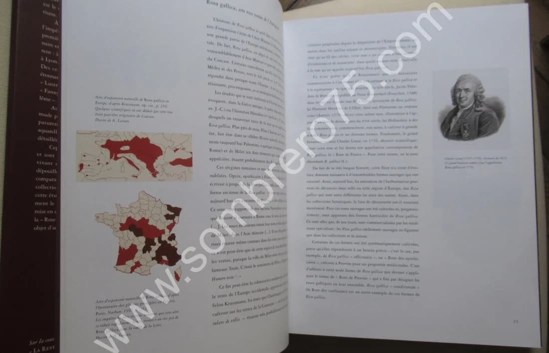 La Rose de France - Rosa Gallica et sa Descendance - Image 5