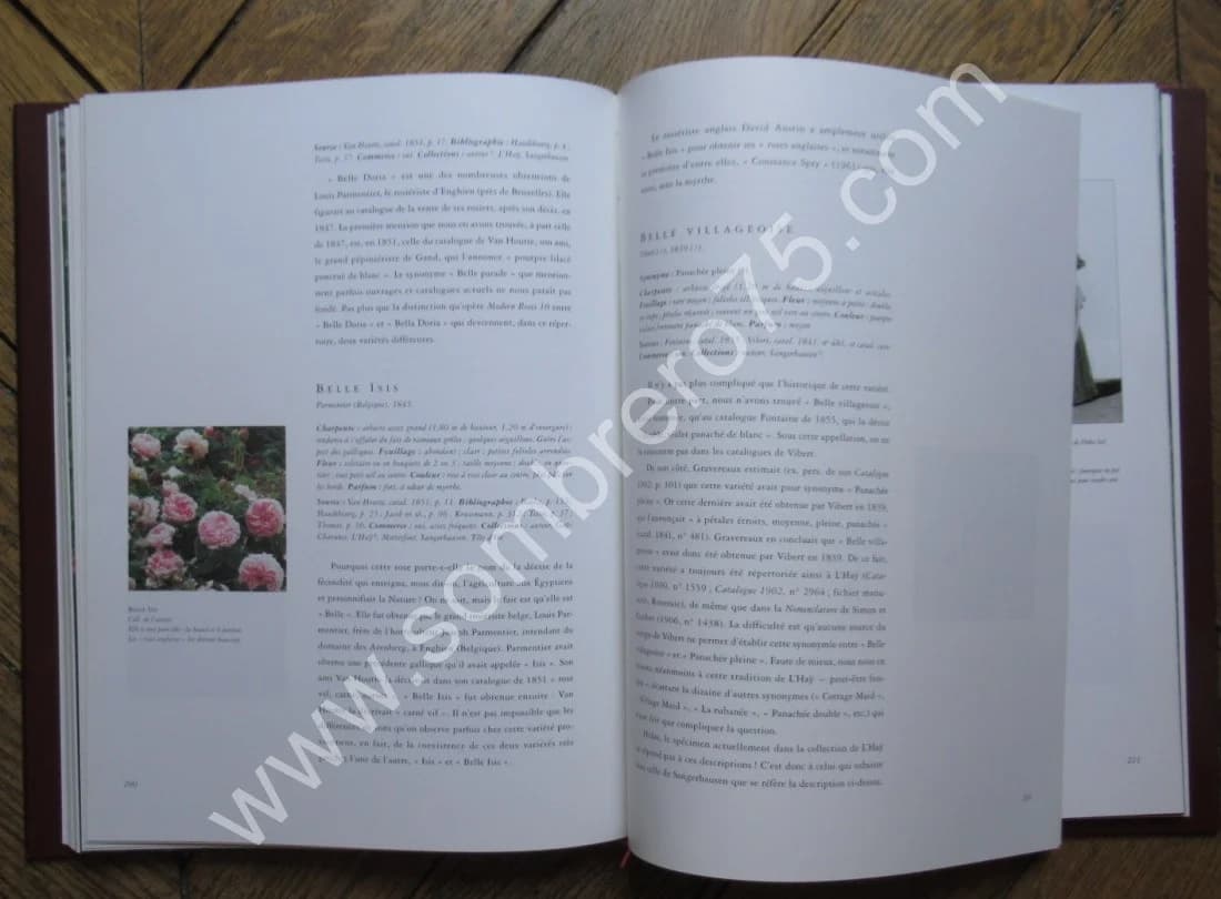 La Rose de France - Rosa Gallica et sa Descendance - Image 6