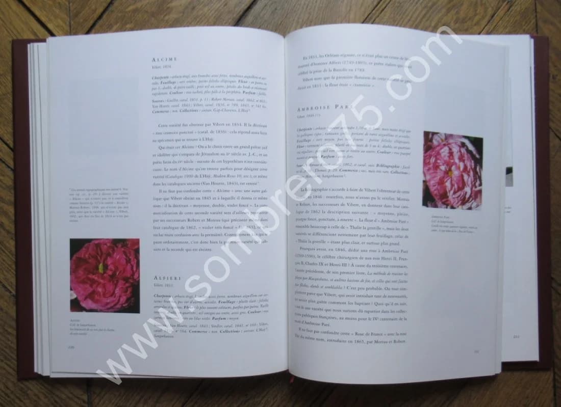 La Rose de France - Rosa Gallica et sa Descendance - Image 7