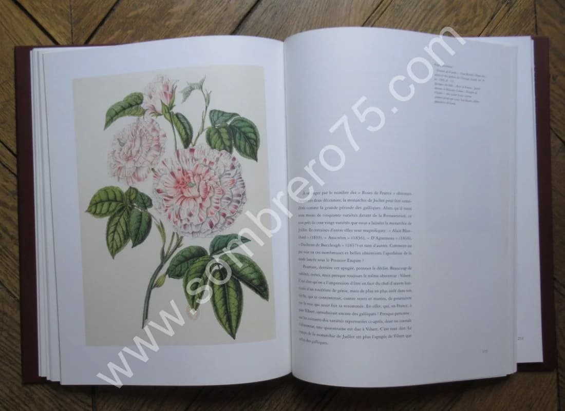 La Rose de France - Rosa Gallica et sa Descendance - Image 8