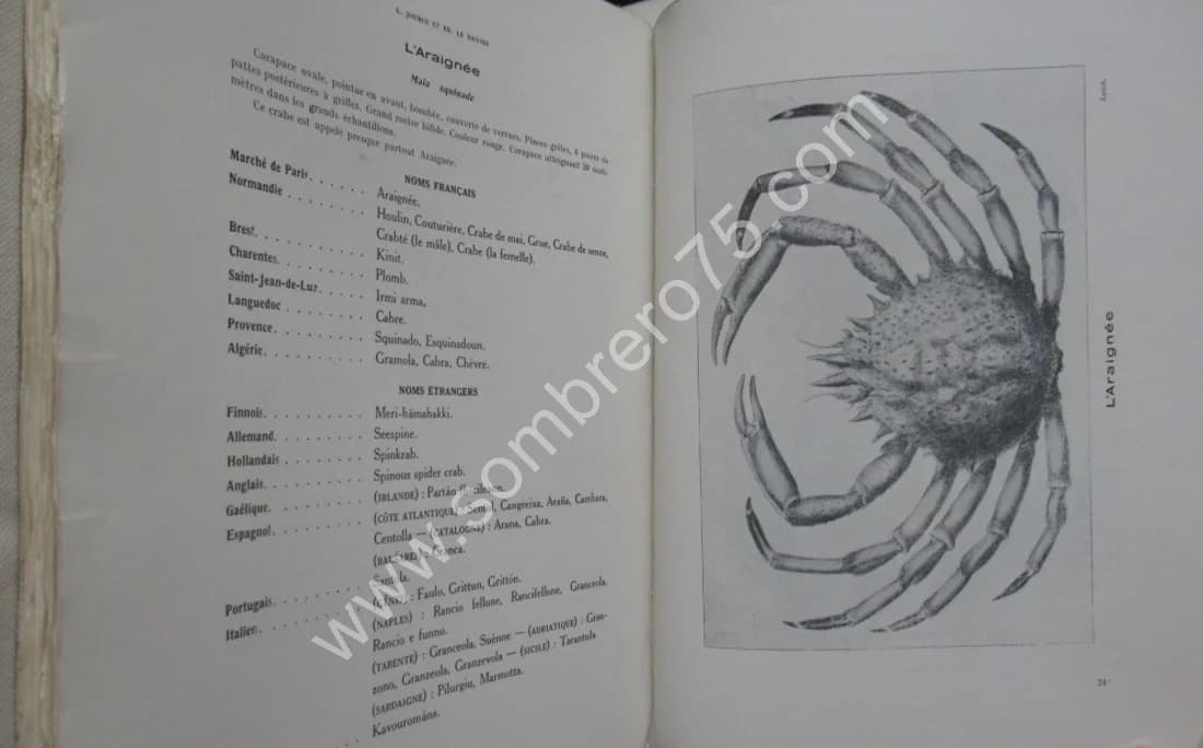 Catalogue Illustré des Animaux Marins - 2 Volumes. L JOUBIN - LE DANOIS - Image 11