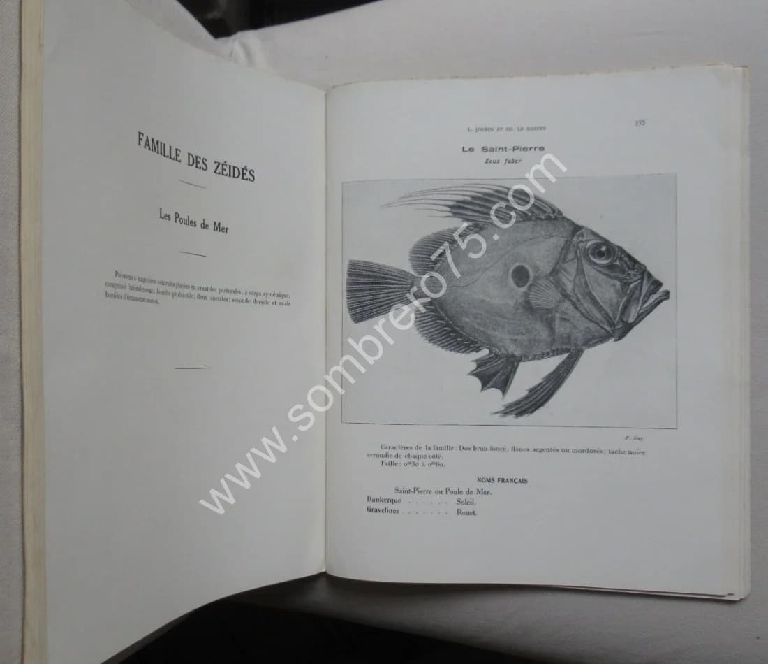 Catalogue Illustré des Animaux Marins - 2 Volumes. L JOUBIN - LE DANOIS - Image 12