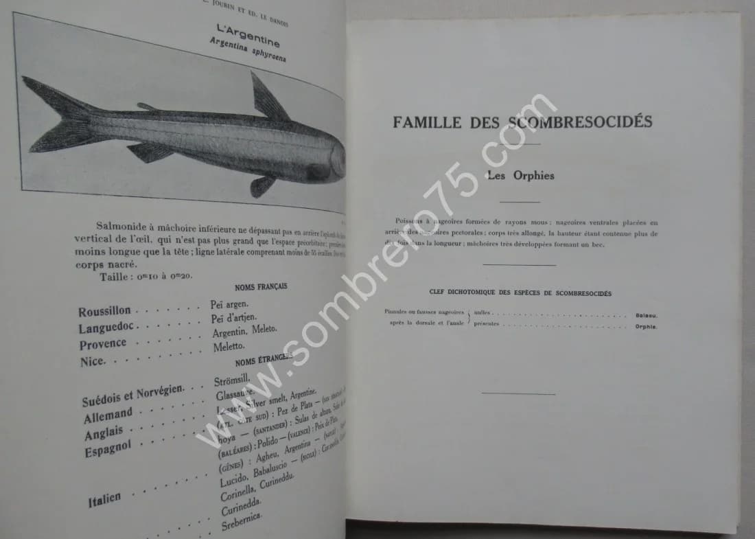 Catalogue Illustré des Animaux Marins - 2 Volumes. L JOUBIN - LE DANOIS - Image 13