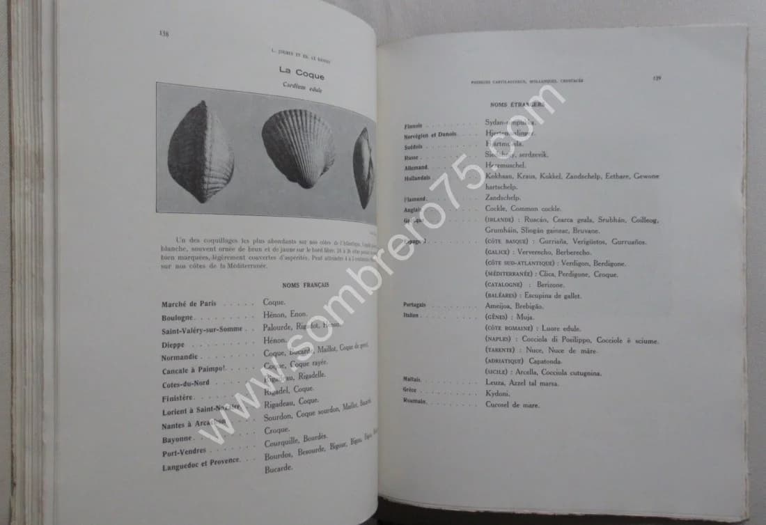 Catalogue Illustré des Animaux Marins - 2 Volumes. L JOUBIN - LE DANOIS - Image 8