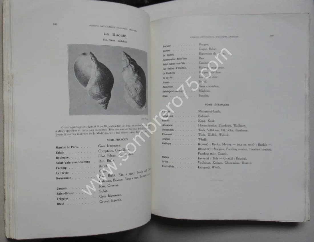 Catalogue Illustré des Animaux Marins - 2 Volumes. L JOUBIN - LE DANOIS - Image 9