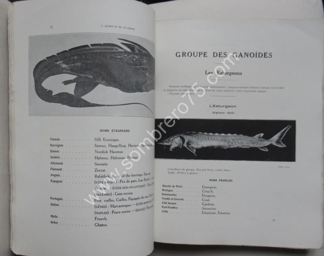 Catalogue Illustré des Animaux Marins - 2 Volumes. L JOUBIN - LE DANOIS - Image 10