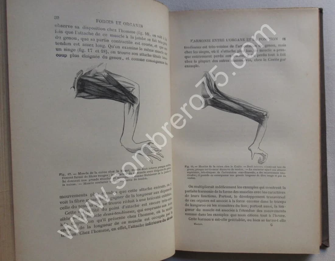La Machine Animale Locomotion Terrestre et Aérienne par E. J. MAREY - Image 5