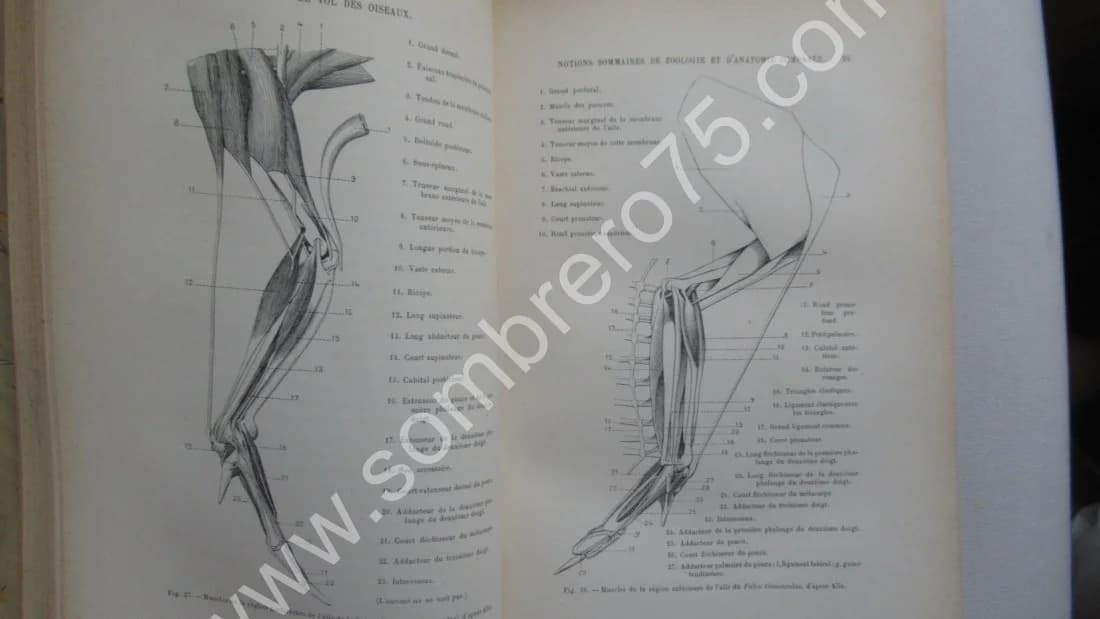 Le Vol des Oiseaux. E. J. MAREY. 1890 E.O - Image 4