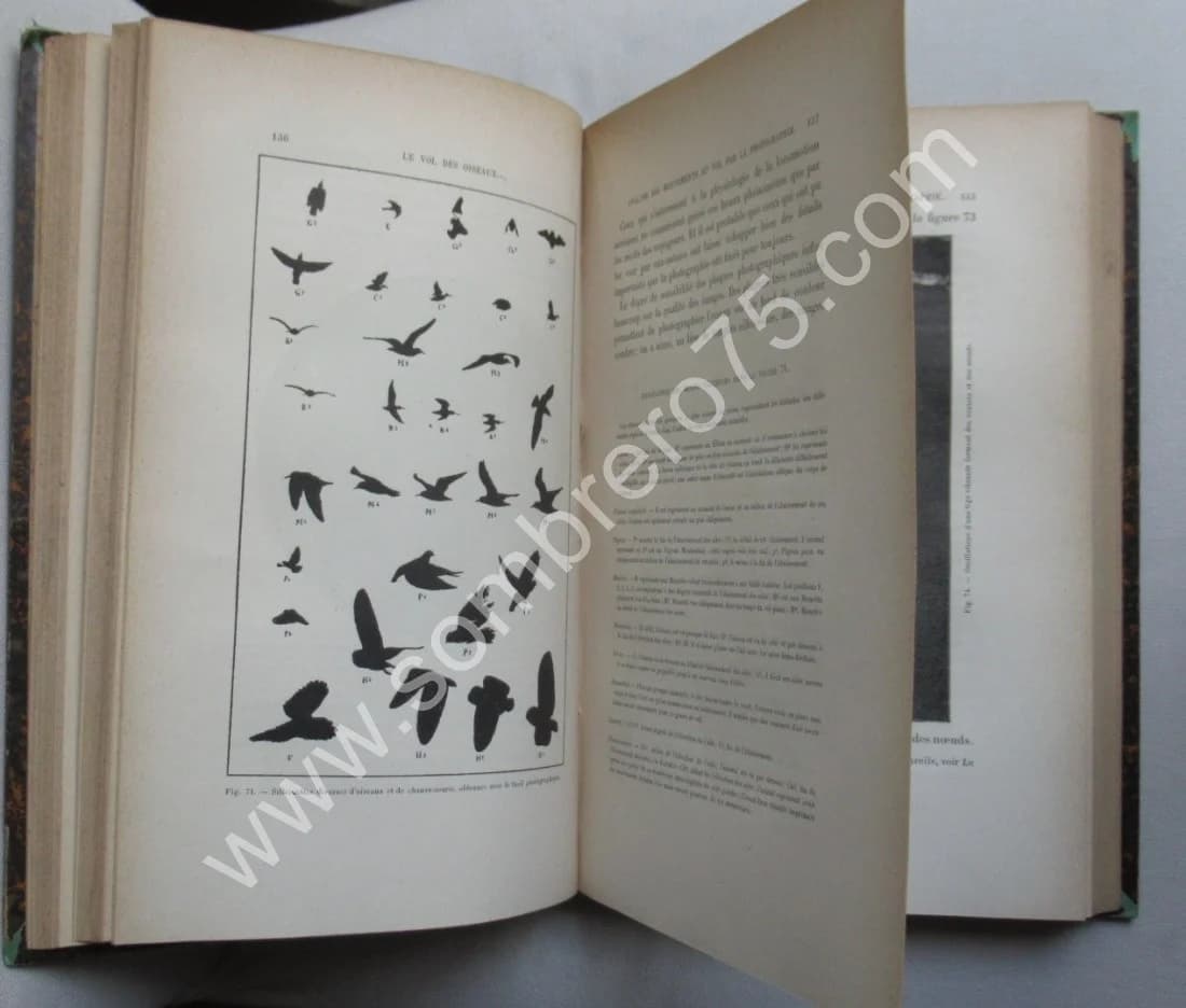 Le Vol des Oiseaux. E. J. MAREY. 1890 E.O - Image 5