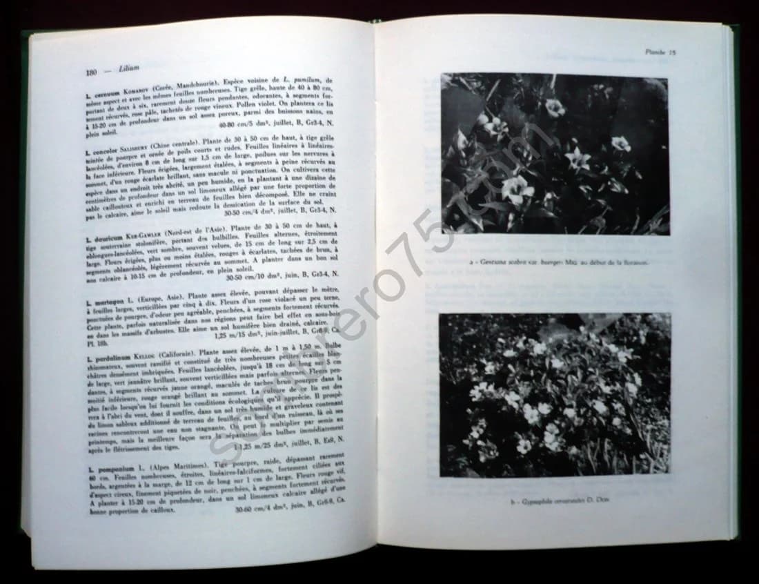 De la Montagne à Mon Jardin - Image 5