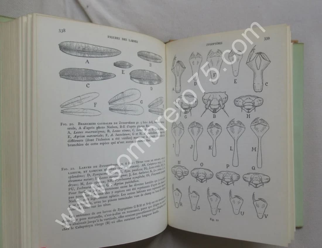 Les Libellules (Odonats). Paul A. ROBERT - Image 5