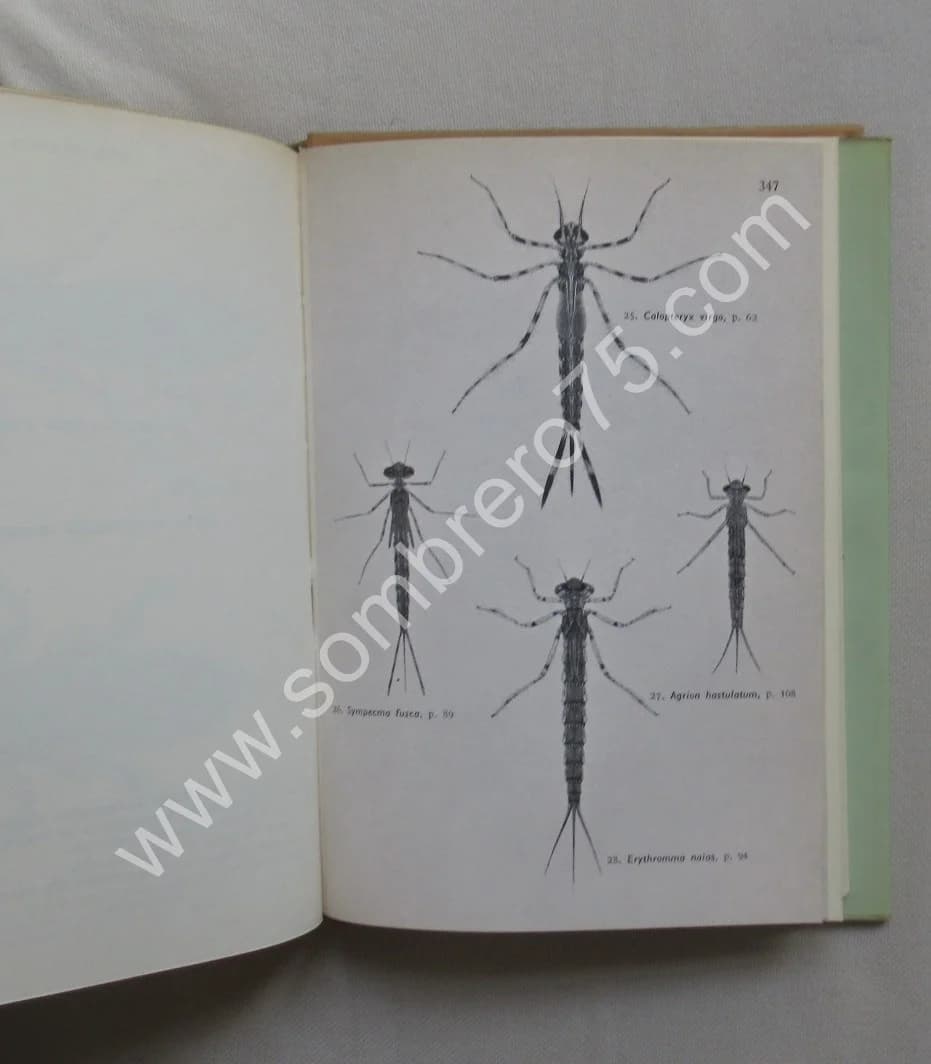 Les Libellules (Odonats). Paul A. ROBERT - Image 6