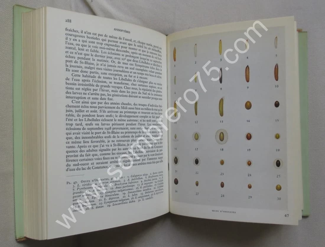 Les Libellules (Odonats). Paul A. ROBERT - Image 7