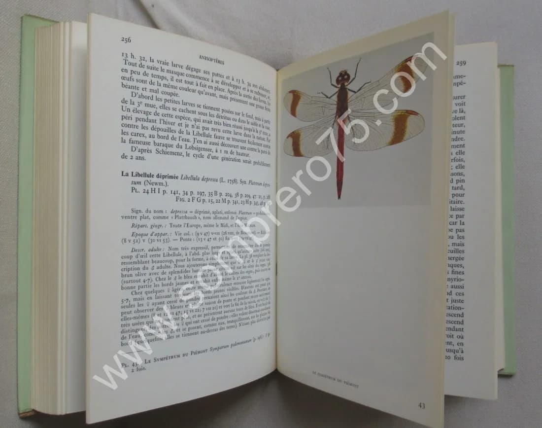 Les Libellules (Odonats). Paul A. ROBERT - Image 8