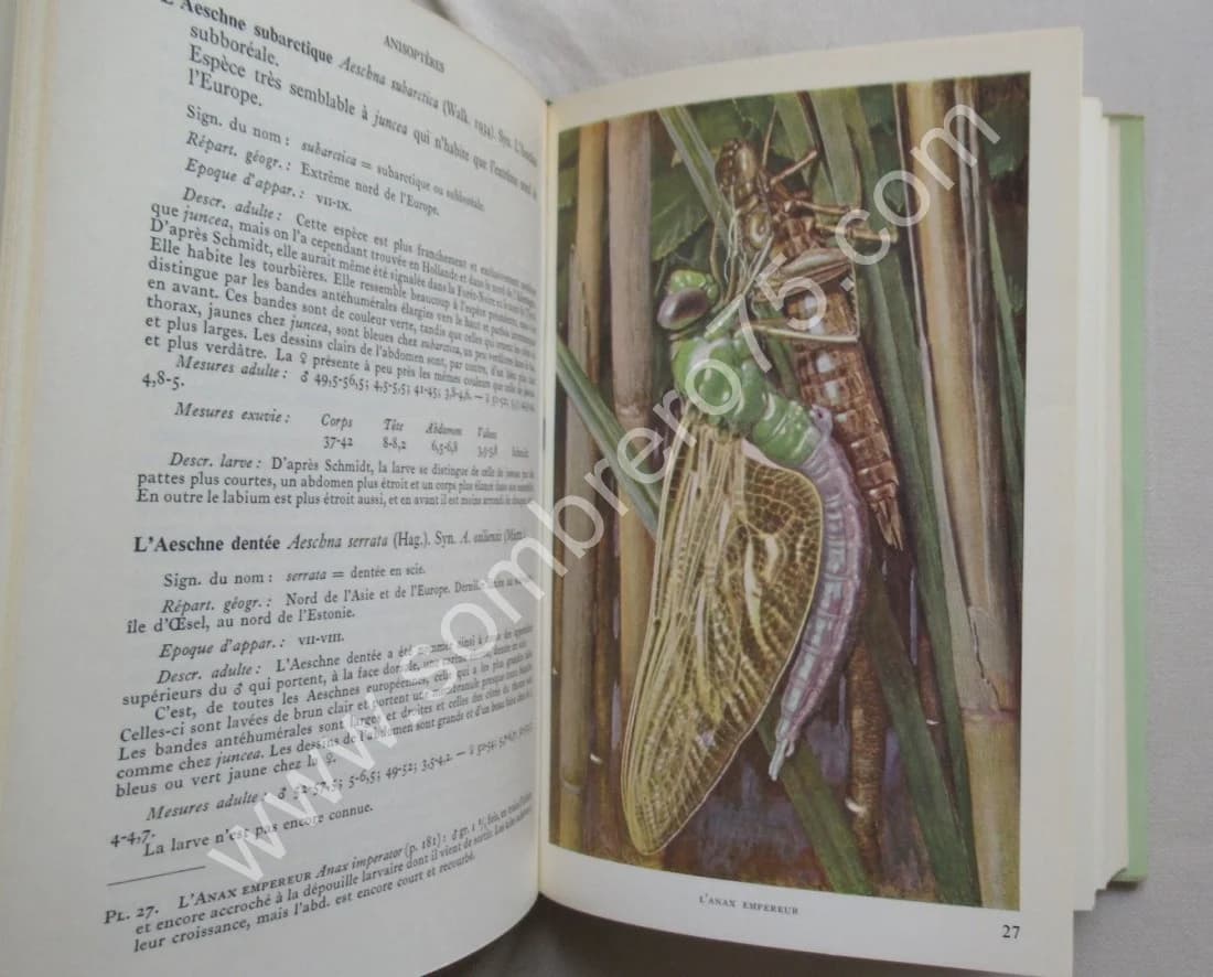 Les Libellules (Odonats). Paul A. ROBERT - Image 9
