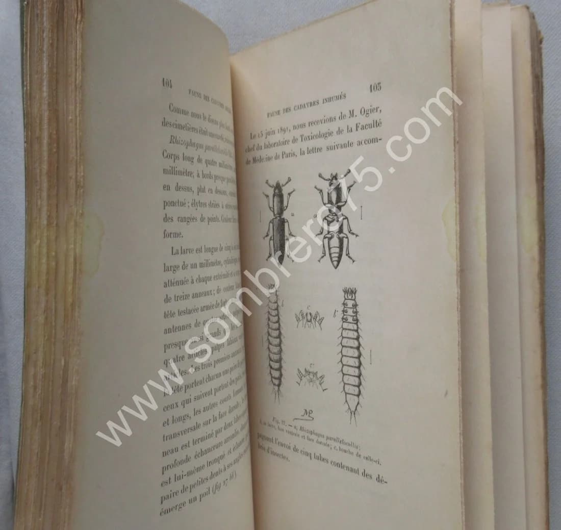 La Faune des Cadavres 1894 - Image 5