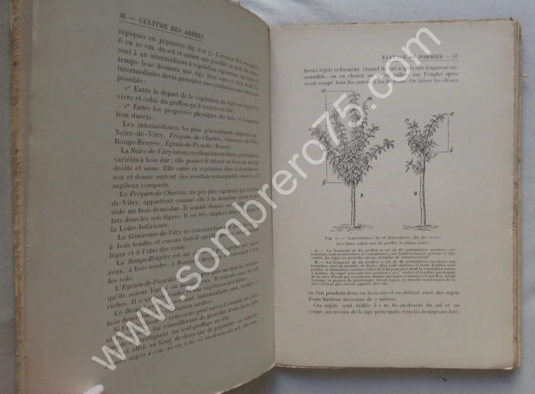 Le Pommier à Cidre et les Meilleurs Fruits de Pressoir - Image 5