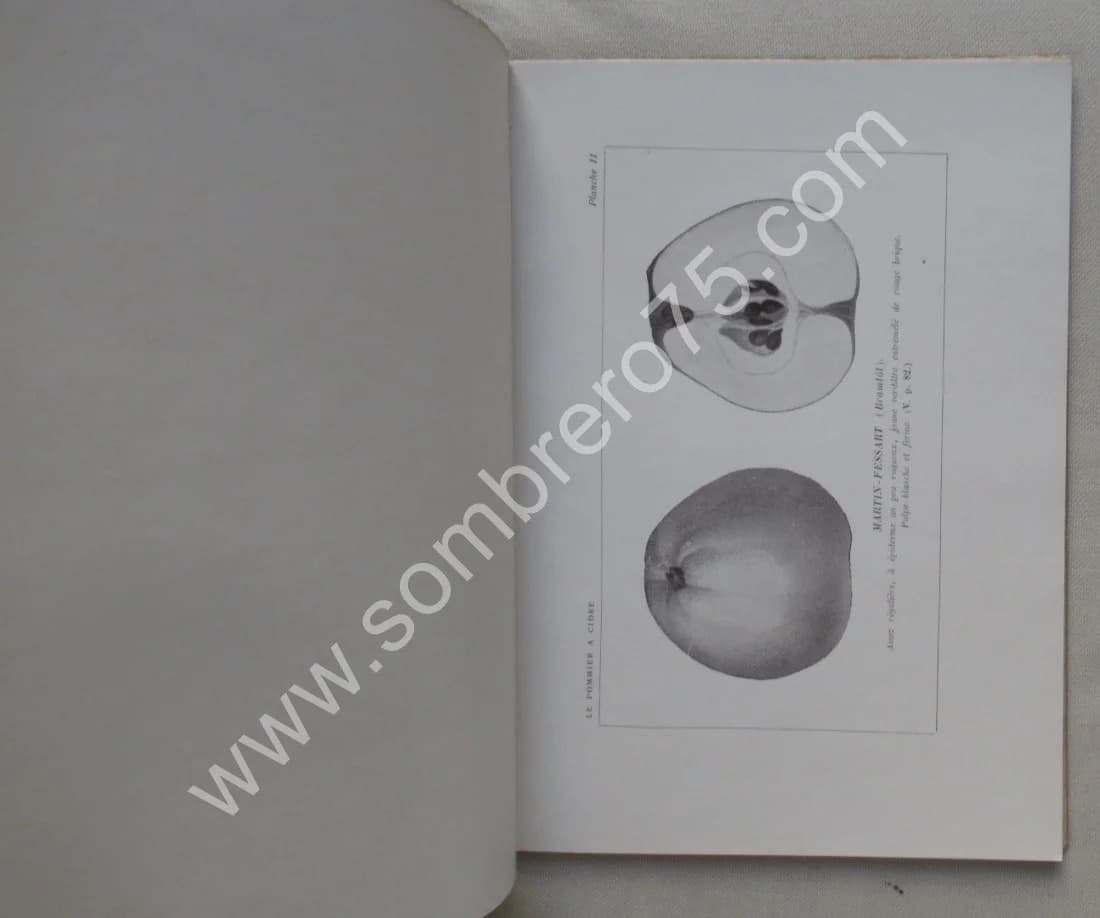 Le Pommier à Cidre et les Meilleurs Fruits de Pressoir - Image 6