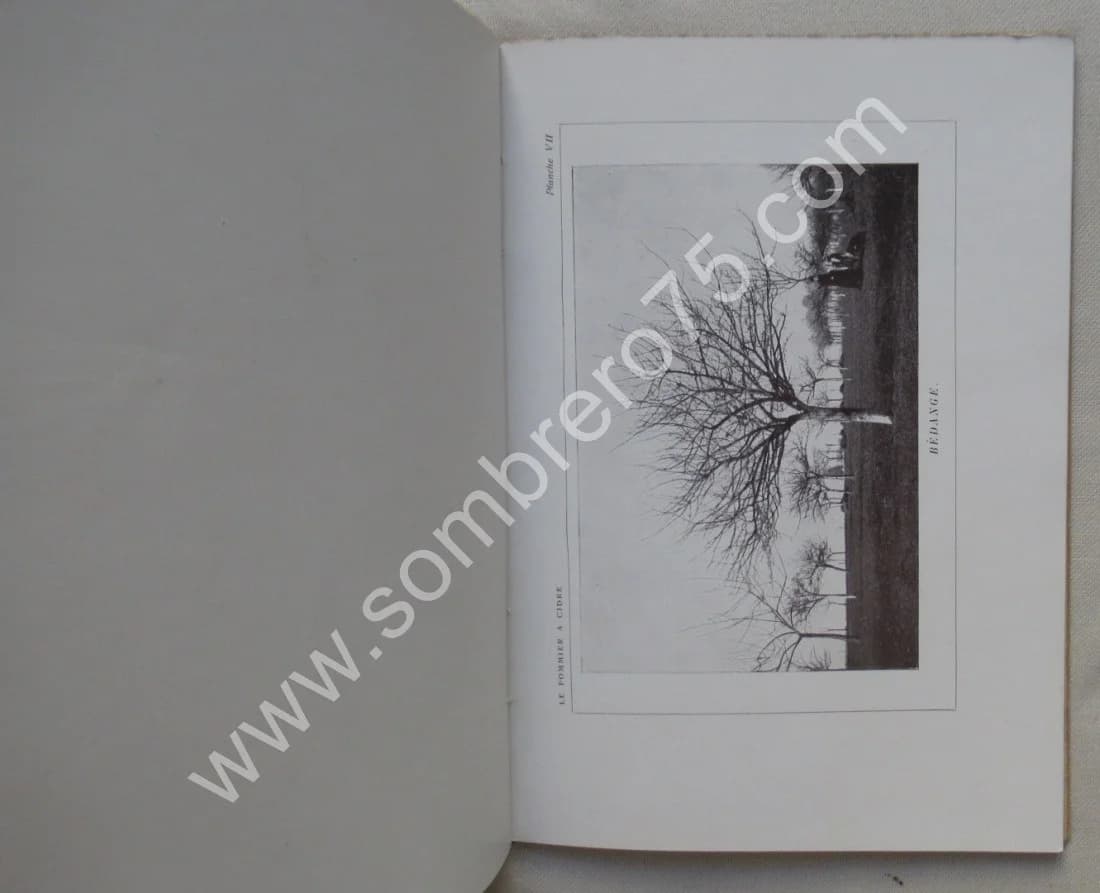 Le Pommier à Cidre et les Meilleurs Fruits de Pressoir - Image 7