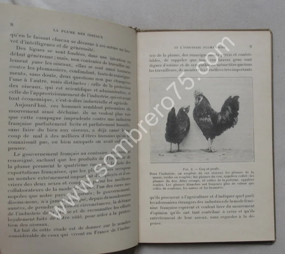 La Plume des Oiseaux et l'Industrie Plumassière - Image 5